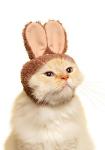 Kitan Club Cat Cap - Pet Hat Blind Box Includes 1 of 5 Cute Styles - Soft, Comfortable - Authentic Japanese Kawaii Design - Animal-Safe Materials, Premium Quality (Rabbit)
