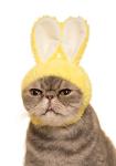 Kitan Club Cat Cap - Pet Hat Blind Box Includes 1 of 5 Cute Styles - Soft, Comfortable - Authentic Japanese Kawaii Design - Animal-Safe Materials, Premium Quality (Rabbit)