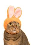 Kitan Club Cat Cap - Pet Hat Blind Box Includes 1 of 5 Cute Styles - Soft, Comfortable - Authentic Japanese Kawaii Design - Animal-Safe Materials, Premium Quality (Rabbit)