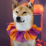 Blueberry Pet Halloween Party Adjustable Breakaway Costume Dog Collar in Warm Tone, X-Small
