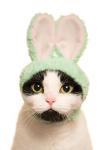 Kitan Club Cat Cap - Pet Hat Blind Box Includes 1 of 5 Cute Styles - Soft, Comfortable - Authentic Japanese Kawaii Design - Animal-Safe Materials, Premium Quality (Rabbit)