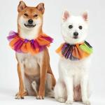 Blueberry Pet Halloween Party Adjustable Breakaway Costume Dog Collar in Warm Tone, X-Small