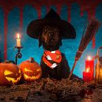 Frienda 20 Pcs Halloween Dog Bandanas Bulk Skeleton Dog Bandanas Soft Breathable Adjustable Pumpkin Bat Ghost Patterns Halloween Costume for Small to Large Dogs(X-Large)