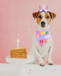 PET SHOW Purple Crown Dog Birthday Party Hat with Bandana Set for Girls Reusable Party Supplies Cat Kitten Headband with 0-9 Numbers Charms Costume Accessories with Glue