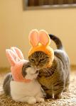 Kitan Club Cat Cap - Pet Hat Blind Box Includes 1 of 5 Cute Styles - Soft, Comfortable - Authentic Japanese Kawaii Design - Animal-Safe Materials, Premium Quality (Rabbit)