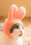 Kitan Club Cat Cap - Pet Hat Blind Box Includes 1 of 5 Cute Styles - Soft, Comfortable - Authentic Japanese Kawaii Design - Animal-Safe Materials, Premium Quality (Rabbit)