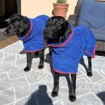 HhiMyOct Dog Drying Coat - Fast Drying Dog Towel Robe - Microfiber Super Absorbent Pet Bathrobe, Adjustable Collar & Belly Strap Fast Drying Coat Pet Dog Cat Bath Robe Towel