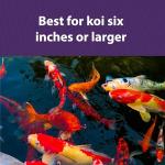 Mazuri Koi Floating Pond Nuggets, Floating Koi Fish Food for Ponds, 20 lbs