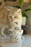 Necoichi Elevated Cat Water Bowl – Ceramic Raised Cat Bowl, Prevents Neck & Whisker Fatigue – Dishwasher & Microwave Safe – Pet Water Bowl for Cats (Fuji, Extra Tall)