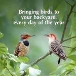 C&S EZ Fill Suet Basket, Suet Feeders for Wild Birds, Holds One Suet Cake, 8 Ounces