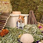 Niteangel Birch Chamber-Maze Hamster Hideout - Small Pets Woodland House Habitats Decor for Hamster Mice Gerbils Mouse