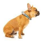 FuzzYard Dinosaur Land Dog Collar | Size S | Comfortable Neoprene Pet Collar for Everyday Walking & Training | Ideal Fit for Small Dogs