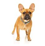 FuzzYard Dinosaur Land Dog Collar | Size S | Comfortable Neoprene Pet Collar for Everyday Walking & Training | Ideal Fit for Small Dogs