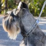 Herm Sprenger Chrome Plated Steel Dog Collar with Quick Release ClicLock Buckle and Biothane Insert Training Collar for Dogs Made in Germany (Black, 22in x 3.0mm(Neck Size up to 18-19in))