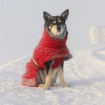 Hurtta Extreme Warmer Dog Winter Jacket, Lingon, 24 in