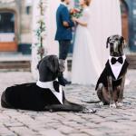 QBLEEV Tuxedo for Large Dogs, Suit and Bandana Set, Wedding Outfit With Bow Tie, Formal Tux Costume for Halloween, Christmas, Birthday Party, Cosplay, Black 2XL