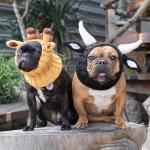 Zoo Snoods Bull Costume - Warm Knit Cow Dog Snood Wrap for Pets, Neck Ear Cover Protection for Halloween Winter (Small)