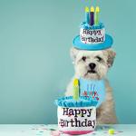 Cat Happy Birthday Cake Hat & Bandana Scarfs Set with Colorful Candles Blue, Cat Birthday Party Supplies Decorations