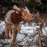 Zoo Snoods Reindeer Costume - Deer Antler Knit Dog Snood Wrap for Pets, Warm Neck Ear Cover Protection for Halloween and Winter (Medium)