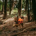 WeatherBeeta ComFiTec Reflective Parka 300D Dog Coat, Orange, 20"
