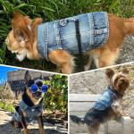 Puppy Clothes for Small Dogs Boy,Classic Western Denim Dog Coat,Dog Jeans Jacket with Leash D-Ring,Pet Cat Costumes,Cooling Harness Vest for Walking (Blue, Small)