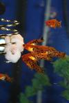 The Pleco Feeder - Large