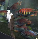 The Pleco Feeder - Large