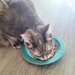 EcoLeo Whisker Friendly Cat Food Dish, Platinum Silicone, LFGB Certified Non-Toxic, Anti Whisker Fatigue, Low Profile, Shallow, Non Slip, Cat Dog Kitten Feeding Dish_Green
