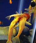 The Pleco Feeder - Large