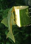 The Pleco Feeder - Large