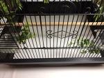 Birdcage Liners - Poly Coated, Large Sizes, Custom Orders - Pre Cut Sheets in 60, 100 or 150 Quantities - Up to 250 Ft