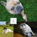 Koyukuk Dog Toy Balls for Small Dogs, 12 Pack Interactive Dog Toys for Small Breed 0-15 lbs, Includes Rubber, Squeak & Rope Balls