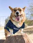 NFL SEATTLE SEAHAWKS DOG Jersey, XX-Large