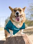 Pets First NFL Philadelphia Eagles Dog Jersey, Medium, Poly-mesh and Satin, Officially Licensed