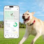 Fi New Series 3+ Smart Dog Collar - GPS Dog Tracker and Activity & New Fitness Monitor, Waterproof, LED Light, Escape Alerts, Nationwide Coverage [Free 6 Month Membership] (Pink, Large)