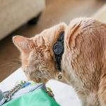 Tile Sticker Cat Collar Holder (2024): The Smallest, Lightest, and Most Comfortable Tracking Case for Cats - Track Your Pet with iPhone Samsung Android Device - Life360 for Boy Girl Kittens (Black)