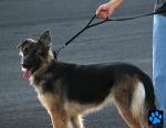 Heavy Duty Double Handle Traffic Dog Leash Reflective Nylon 6 Foot - We Donate a Leash to a Dog Rescue for Every Leash Sold (Black)