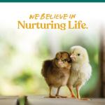 Manna Pro Chick Grit Digestive Supplement for Young Growing Poultry & Bantam Breeds, No Artificial Ingredients or Preservatives, Natural Supplement with Insoluble Crushed Granite, 5 lbs