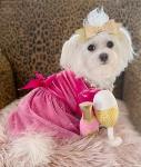 Fitwarm Fancy Dog Tulle Dress, Dog Winter Clothes for Small Dogs Girl, Female Pet Birthday Outfit, Lightweight Velvet, Pink, Medium