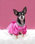 Fitwarm Fancy Dog Tulle Dress, Dog Winter Clothes for Small Dogs Girl, Female Pet Birthday Outfit, Lightweight Velvet, Pink, Medium