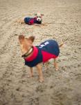 Ariat Team Softshell Dog Jacket - Insulated, Water Repellant Pet Coat