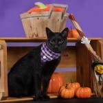ADOGGYGO Halloween Cat Collars Breakaway with Bell, 2 Pack Adjustable Orange Purple Plaid Halloween Bandana Collars for Cats Kittens