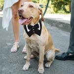 ADOGGYGO Dog Tuxedo, Wedding Birthday Dog Bowtie Collar, Pet Tux Bandana Collar for Extra Large Pets (Black, X-Large)