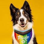 Whaline 5 Pack Rainbow Dog Bandanas Love is Love Pride Triangle Bibs Dog Paw Pet Scarf Reversible Double-Sided Pet Neckerchief for Pride Day Small Medium Large Cat Costume Accessories