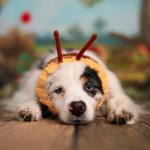 Zoo Snoods Bumble Bee Costume - Knit Dog Snood Ear Wrap for Pets, Warm Neck Cover for Halloween and Winter (Medium)
