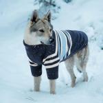 Queenmore Dog Striped Knitted Sweater, Turtleneck Pullover Pet Coat, Dog Winter Clothes with Leash Hole for Small Medium &Large Dogs(Navy Blue,XS)
