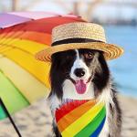 Whaline 5 Pack Rainbow Dog Bandanas Love is Love Pride Triangle Bibs Dog Paw Pet Scarf Reversible Double-Sided Pet Neckerchief for Pride Day Small Medium Large Cat Costume Accessories