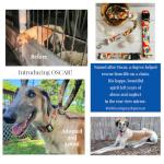Lucky Love Dog - Adjustable Dog Collar and Leash Set with Easy Click Buckle for Small to Large Dogs, Durable, & Comfortable Collar for Male & Female Dogs, Puppies & Adult Ones - Oscar Combo, XS