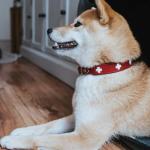 HUNTER Collar Swiss 75 Organic Leather,61,0-68,5 cm, Red/Black
