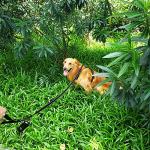 Dog Leash 6ft Long Traffic Padded Two Handle Heavy Duty Double Handles Lead for Training Control 2 Handle Leashes for Large Dogs or Medium Dogs Reflective Pet Leash Dual Handle Black + Green